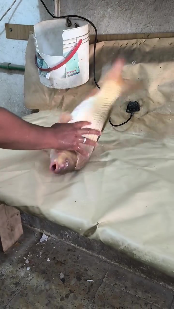 اليوم وباجر كيلو 5 فقط كصه 3 كيلو


**إذا كنت صاحب هذا الإعلان وتريد حذفه لأي سبب، رجاءا أرسل رسالة إلى الدعم الفني**