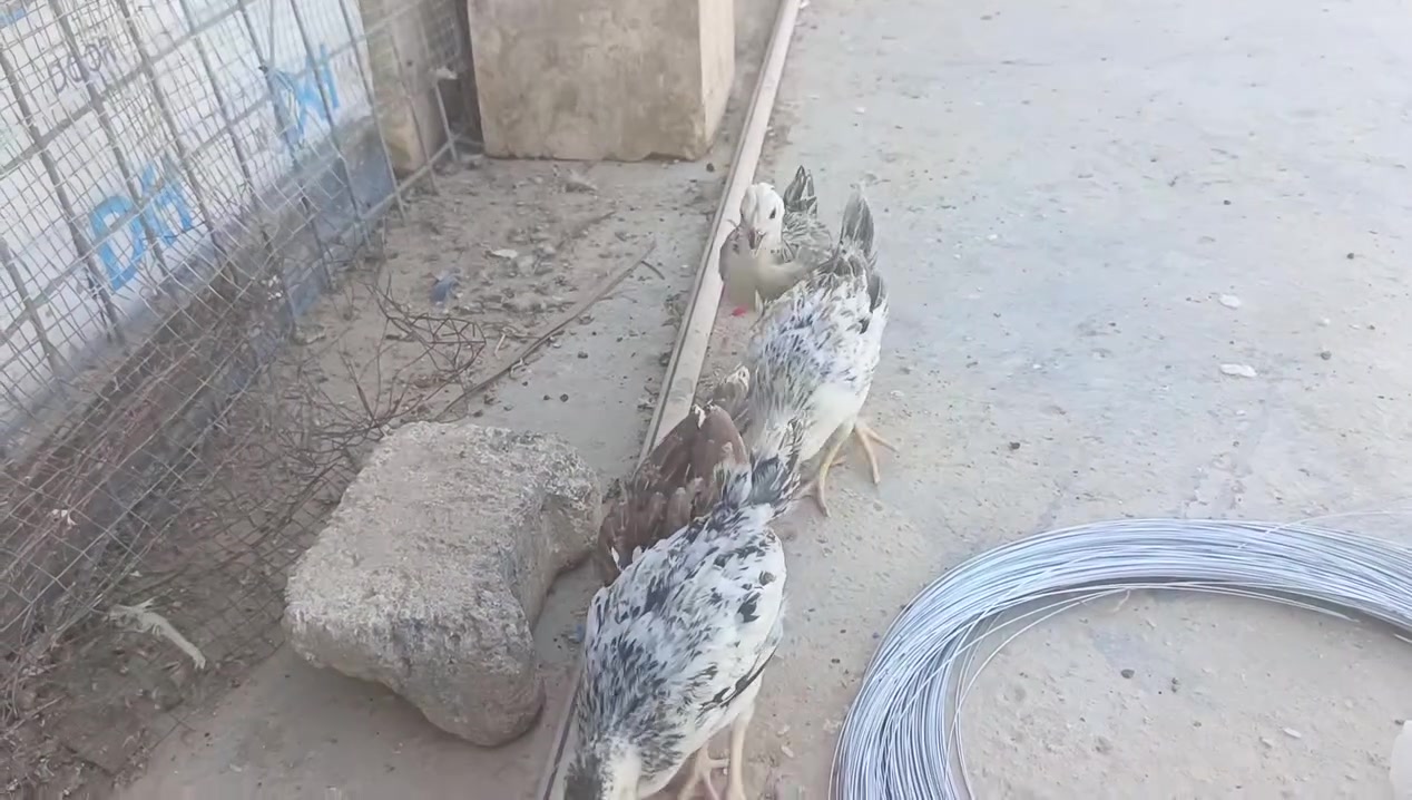 لبيع


**إذا كنت صاحب هذا الإعلان وتريد حذفه لأي سبب، رجاءا أرسل رسالة إلى الدعم الفني**