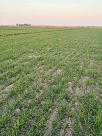 الصويره واسط • ٤٠ دونم • طابو سند ٢٥