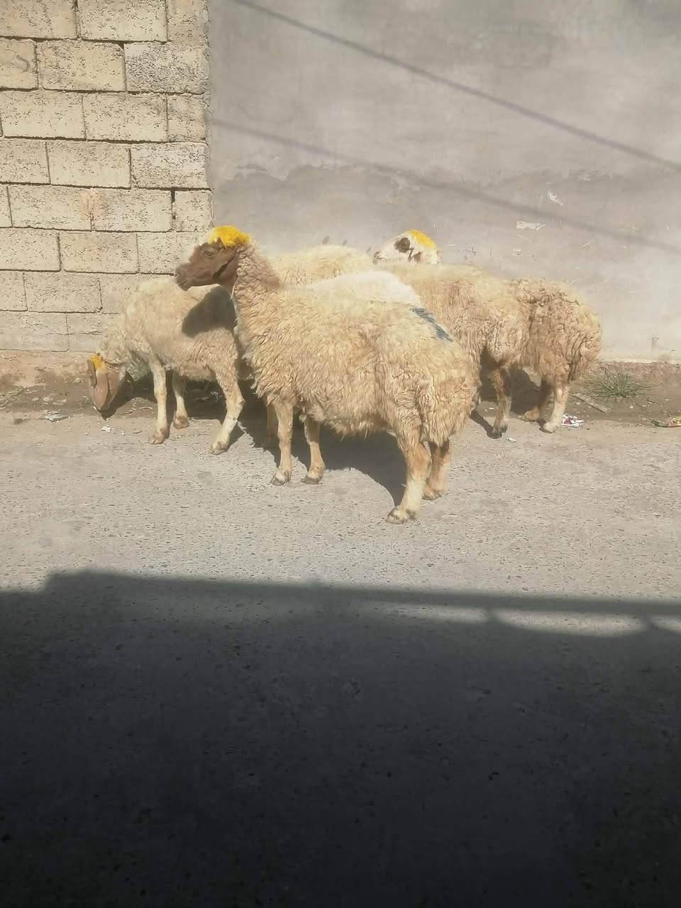 يوجد نعاج عشر شرط النصاحه العنوان بيجي الرقم الهاتف ***********زين
