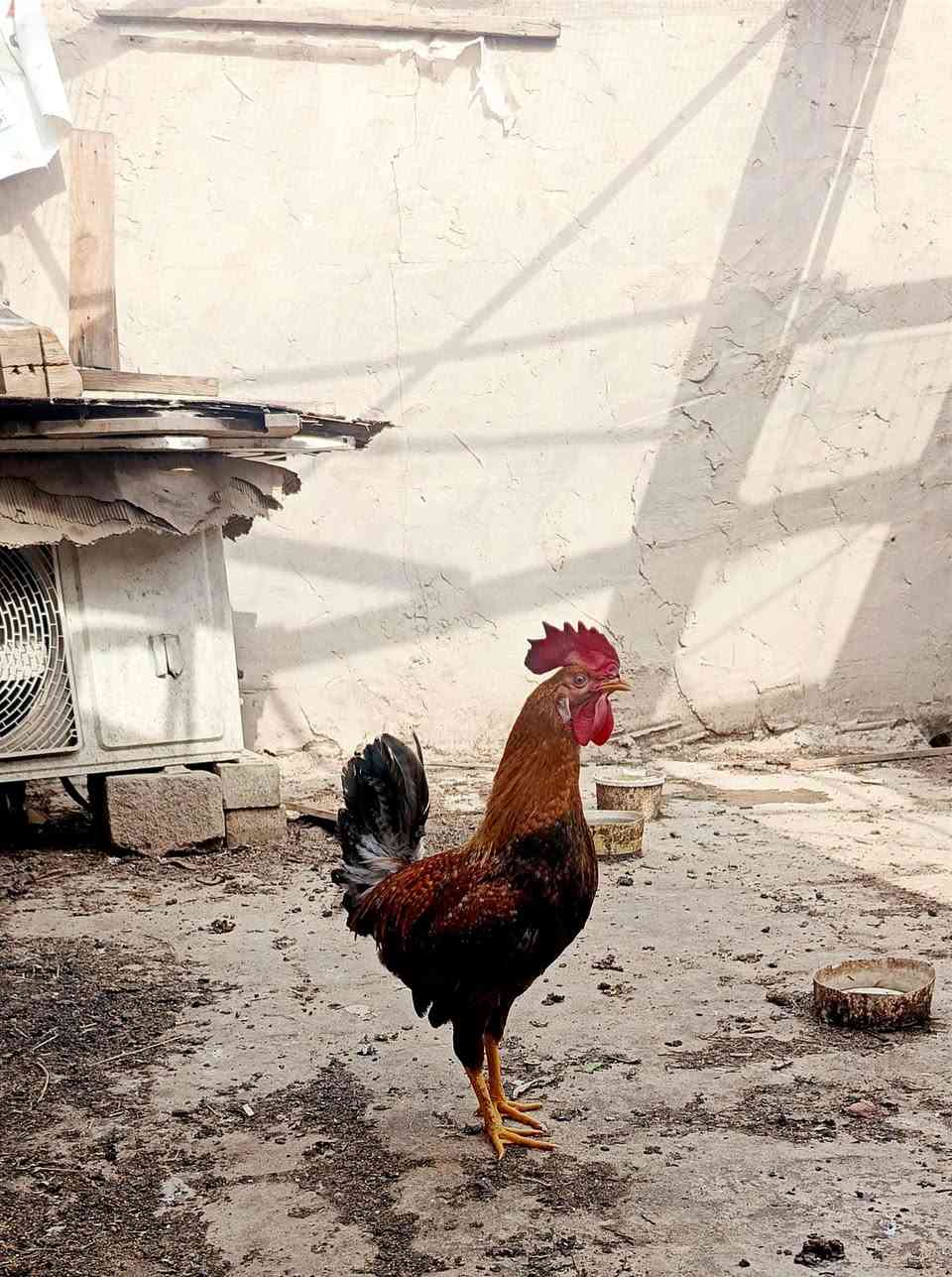 #النجف #متاح
السلام عليكم 
ديج ودجاجتين اصليات وشرط الصحه 
عنواني النجف الاشرف (حي الحسين) 
اخوان ماعندي توصيل اليريدهن يجي وياخذهن 
#السعر_٦٥ ألف دينار
رقمي ***********
