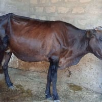 بقرة • تحلب • اعشار ٤ أشهر