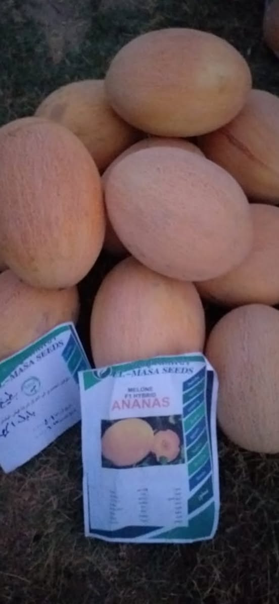 بطيخ اناناس التايلندي صنف مختار بعناية للمزارعين انتاج عالي طعم مميز مقاوم للاصابات •
🟧 المميزات 

🟧 هجين قوي عالي الإنتاجية
🟧 نسبة إنبات مضمونة تصل إلى 90%
🟧 ثمار متجانسة بالحجم والشكل
🟧 لون شبكي ذهبي جذاب تسويقياً
🟧 طعم مميز بنسبة سكر (Brix) عالية
🟧 تحمل ممتاز للحرارة والإجهاد
🟧 مناسب للزراعة المكشوفة والبيوت البلاستيكية


**إذا كنت صاحب هذا الإعلان وتريد حذفه لأي سبب، رجاءا أرسل رسالة إلى الدعم الفني**