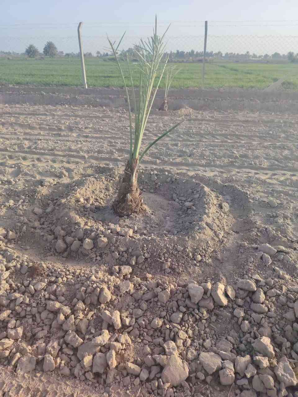 كادر لتجهيز المزارع والبساتين بالنخيل والحمضيات ***********
