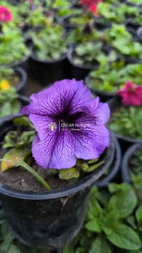 بيتونيا • مشتل الأوسكار • الحنانة نجف