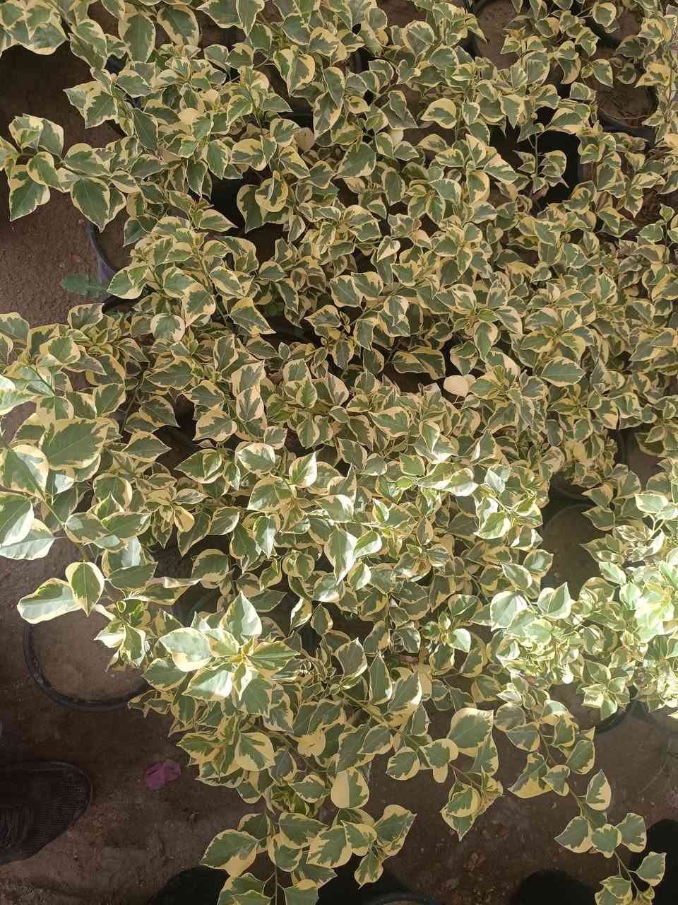 أرقى الوان الجهنمي


**إذا كنت صاحب هذا الإعلان وتريد حذفه لأي سبب، رجاءا أرسل رسالة إلى الدعم الفني**
