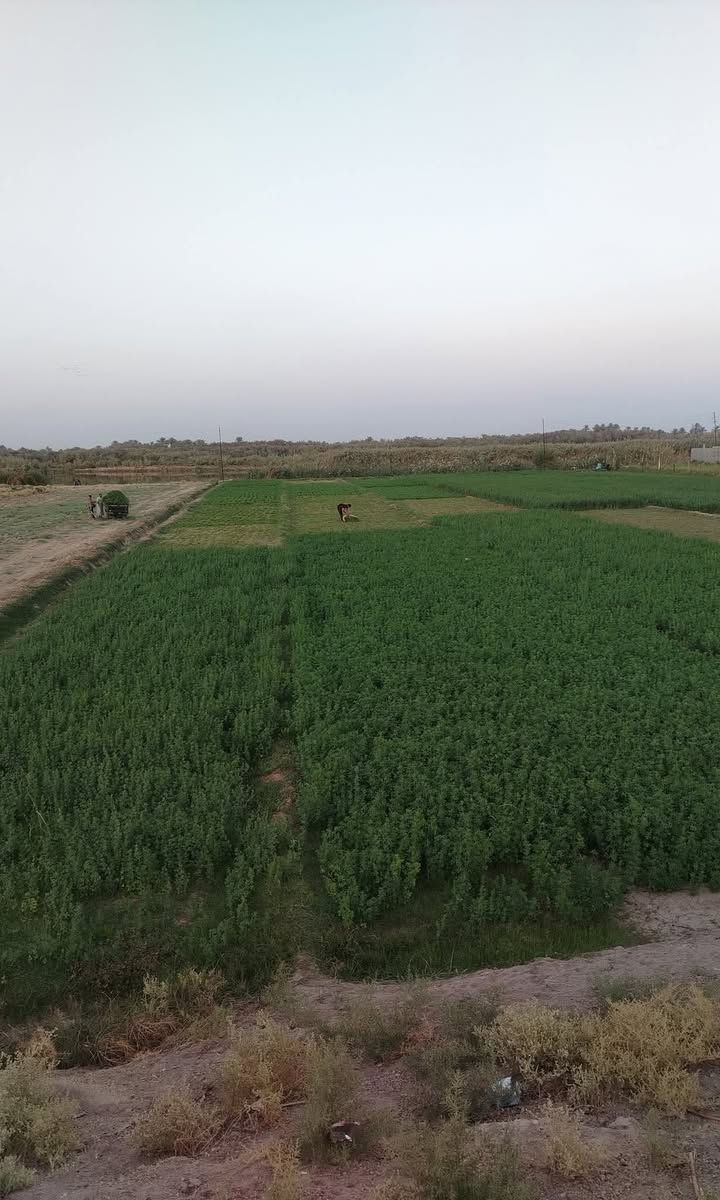 🌊 فرصة استثنائية لامتلاك أرض شاطئية نادرة في الفلوجة – النساف 🌊
إذا تبحث عن الهدوء، الطبيعة، والموقع الذهبي… هاي الأرض تجمع الكل 👌
📍 الموقع: الفلوجة – النساف
🌊 إطلالة مباشرة على الشط والسدّة
🌿 أجواء هادئة وطبيعة خلّابة
🌾 مجاورة لمزارع ومنطقة راقية
📐 المساحة: 5 دونم
📄 الطابو: سند 25
📏 واجهة مميزة: 81 متر
↔️ نزال: 150 متر
🏞️ واجهتان مميزتان:
✔️ وجه مباشر على السدّة
✔️ وجه مباشر على الشط
🛣️ الخدمات متوفرة بالكامل:
✔️ سدة تبليط
✔️ ماء
✔️ كهرباء
📌 قريبة جداً من الشارع العام
🏡 مثالية لبناء سكن راقٍ، استراحة، أو مشروع استثماري ناجح
💎 فرصة نادرة لا تتكرر بهذا الموقع المميز
📞 للاستفسار والاتصال:
📱 ***********
💬 دخول مباشر واتساب:
👉 https://wa.me/9647808911638
✨ لا تضيع الفرصة… موقع يجمع الطبيعة والقيمة الاستثمارية العالية ✨
