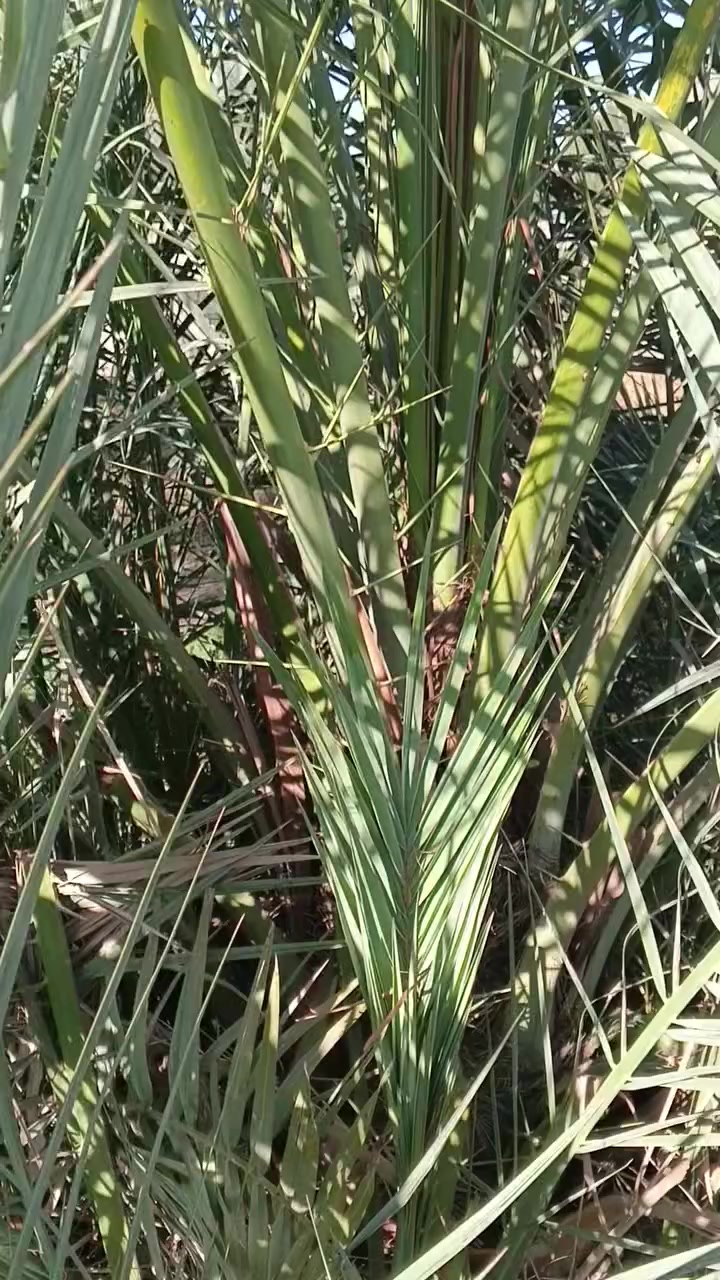 سلام عليكم اخوان نعرضلكم فسائل جوزي احمر العنوان واسط قضاء الصويره ***********
