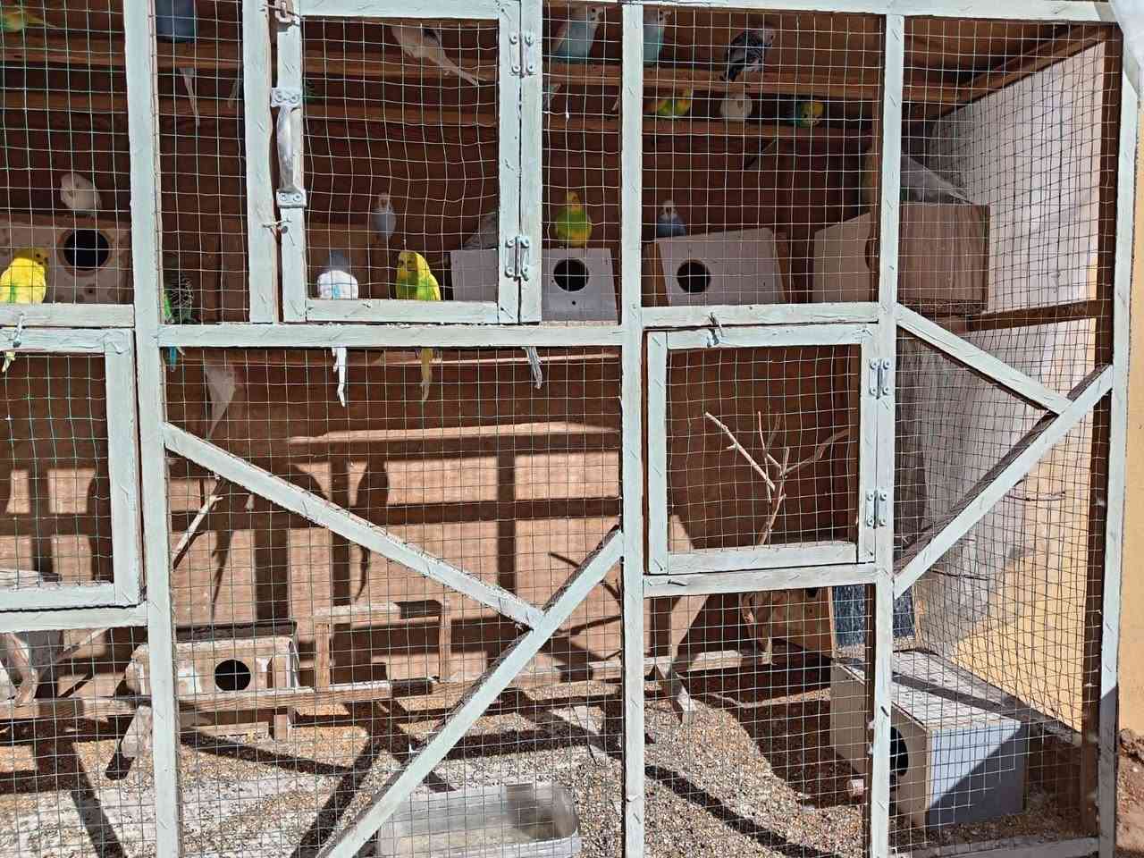 40 بلبل للبيع همه والقفص مالتهم
 صحتهم حيل زينه اي مرض مابيهم 
جواهم بيض وفروخ
*********** واتساب واتصال
