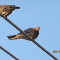 كانون D4000 • كاميرا • نضافه ٩٥٪