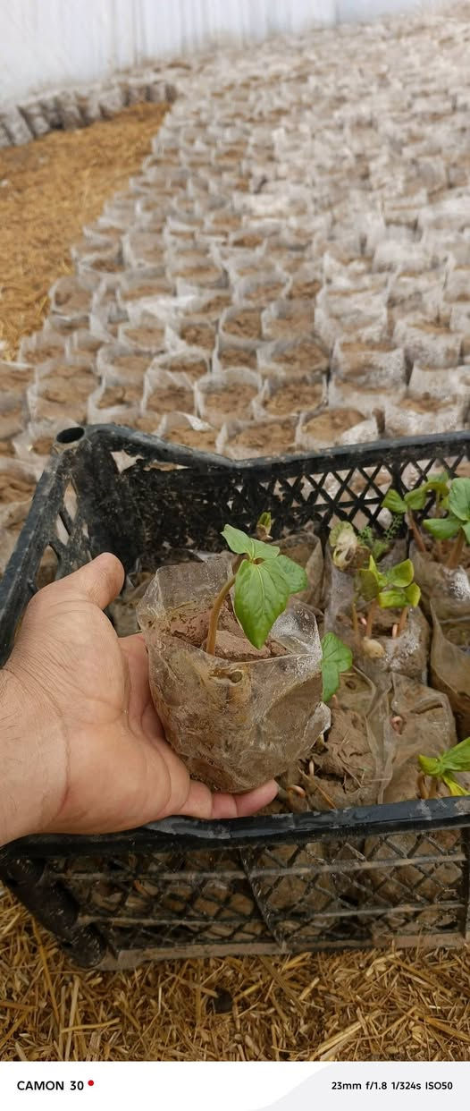 4 هەزار  شەتڵی بامێی دوانزە ئیمام بە شەرت بەردەستە  . لەگەڵ باینجان و بیبەری تون . گەیاندن هەیە   هەرکەس خوازیار بوو  ئەتوانین بۆی بنێرین


**إذا كنت صاحب هذا الإعلان وتريد حذفه لأي سبب، رجاءا أرسل رسالة إلى الدعم الفني**