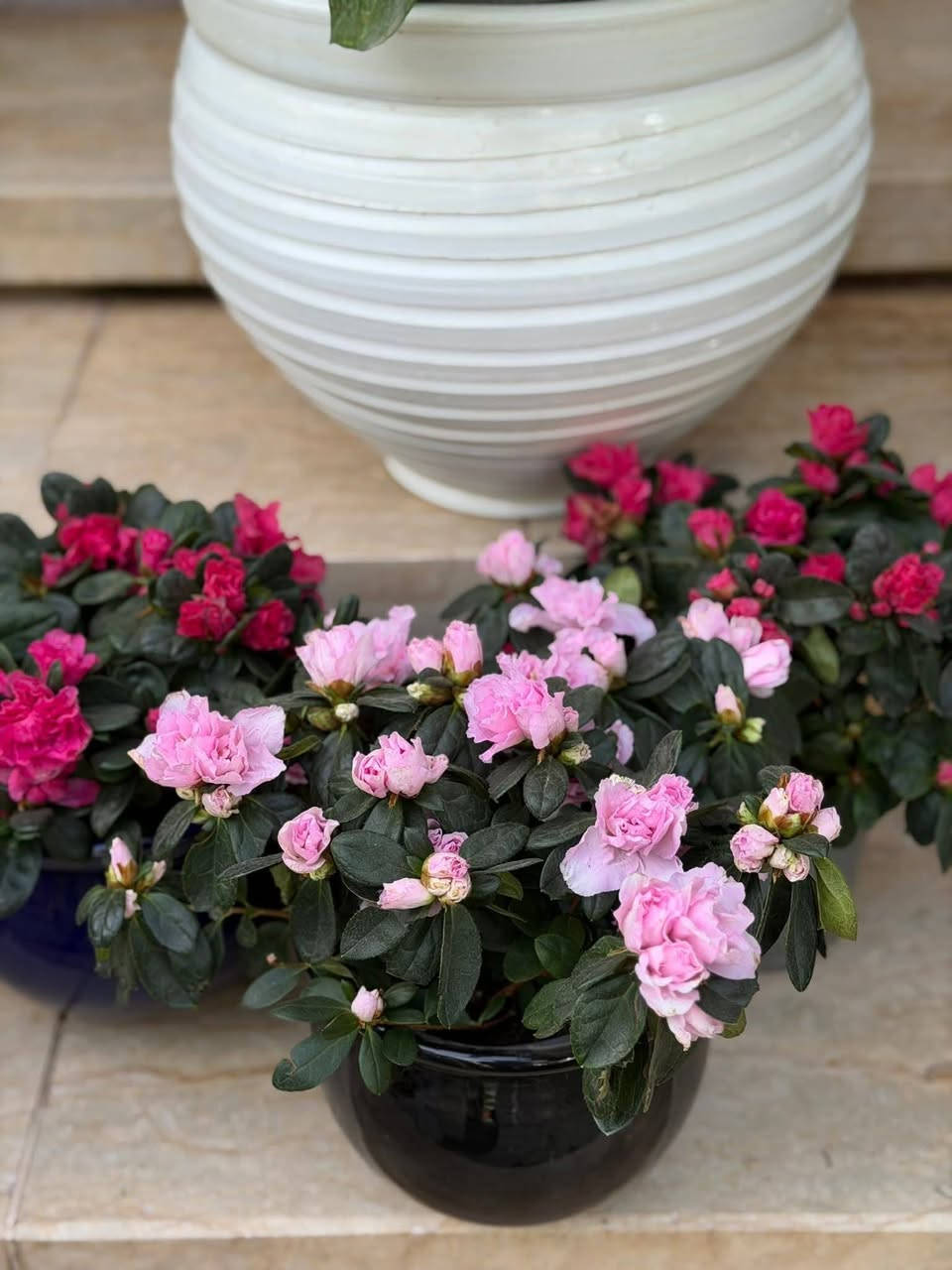 🌸 الأزاليا
نبتة زهرية بألوان جميلة 🌷
تحب الضوء غير المباشر، ري منتظم بدون تغريق، وجو معتدل.
مع العناية الصح، تزهر وتعطي شكل يفتح النفس 
✨


**إذا كنت صاحب هذا الإعلان وتريد حذفه لأي سبب، رجاءا أرسل رسالة إلى الدعم الفني**