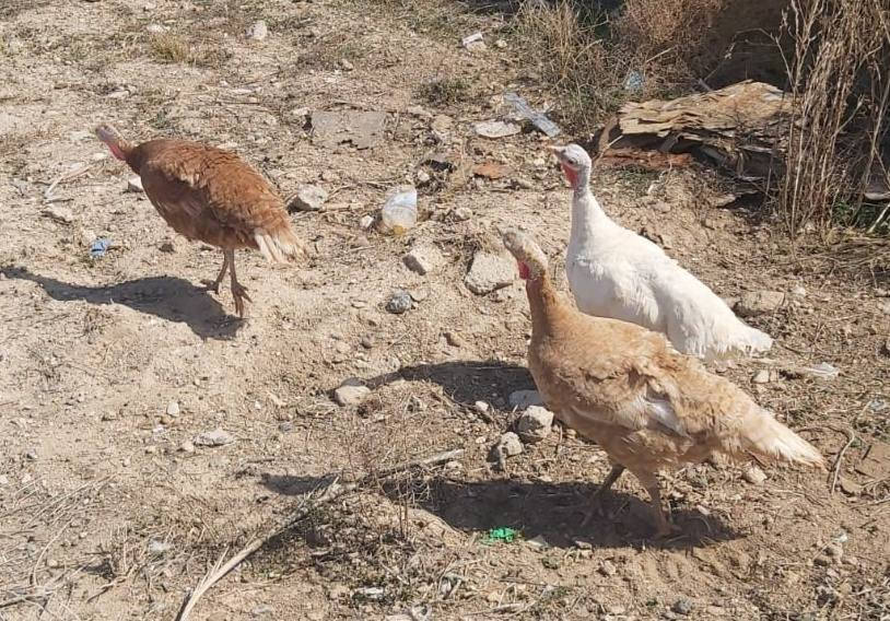 فحل فسفس هولندي احمر+ اناث عدد ٤ السعر ١٧٥ مكان صاحبها السد للاستفسار الاتصال ‏‪0780 484 0442‬‏
