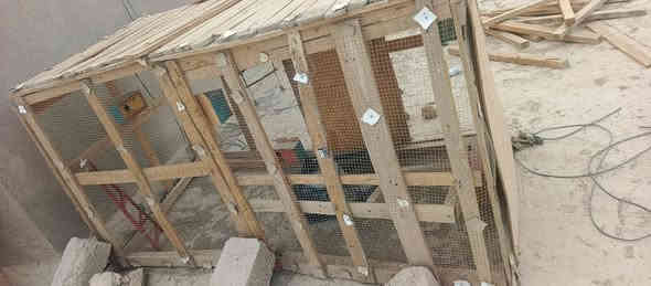 قفص خسب  كلش  حلو تصميمه. وبي اناره ومراجيح وبسوت لطيور الحب والكوكتيل
لي يشتري يىاسلني خاص او واتساب ***********
