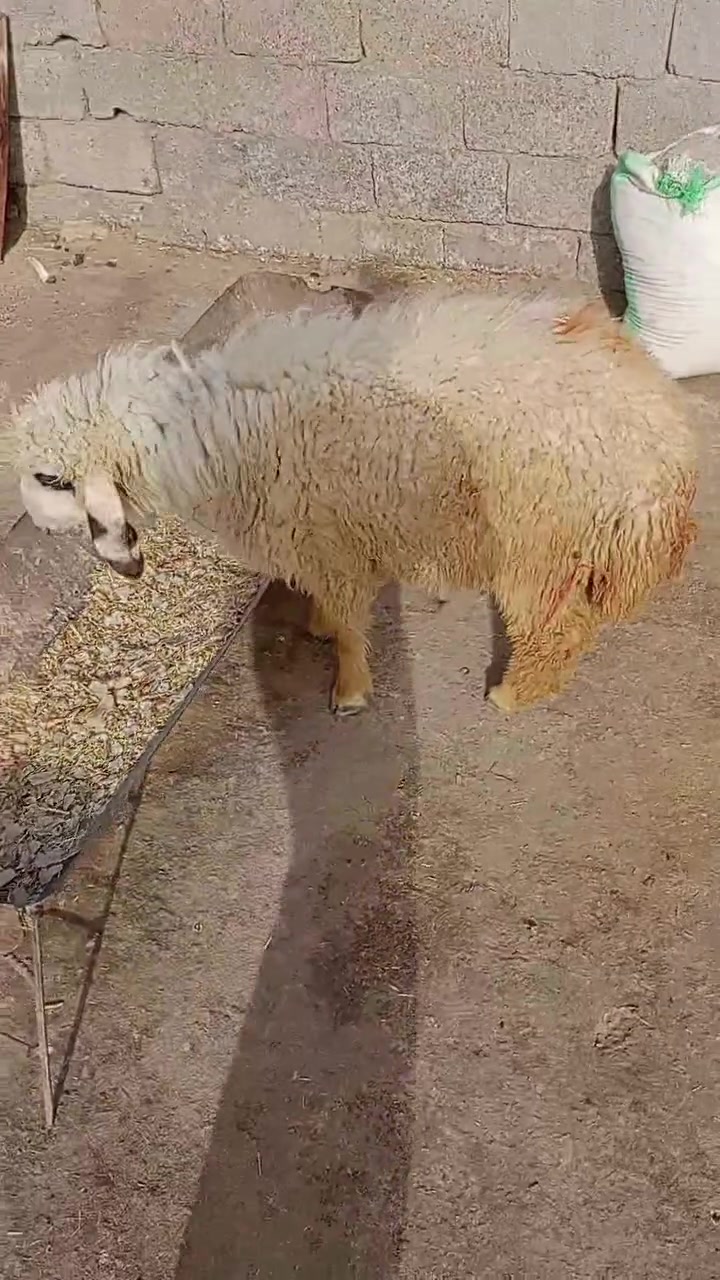 السلام عليكم طلي للبيع سمين وخير من الله 
لليريد ضحايا او گصابه او جني الشراي مكاني الكوت الخاجية شارع بدرة وهذا رقمي ***********
