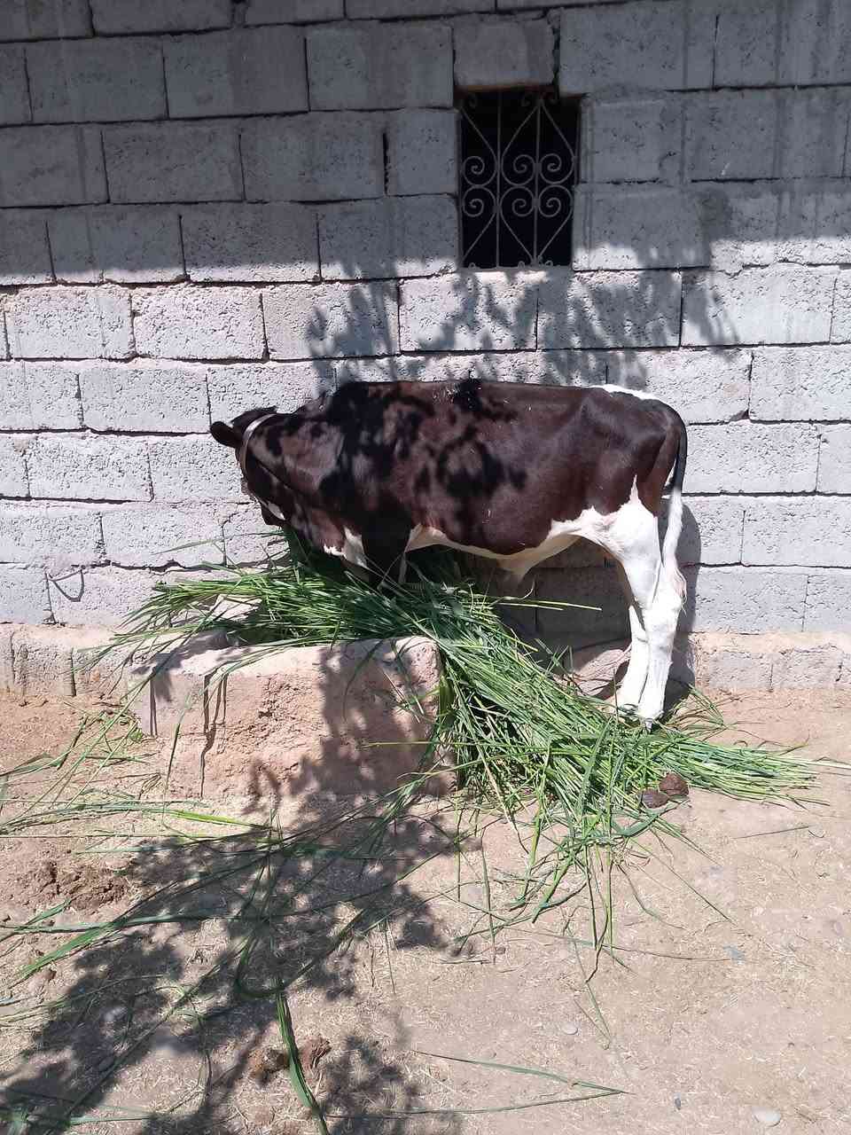 السلام عليكم للبيع ثلاث حوالي جنس اصليات مالات بيت يرهمن ربط وجنيهه السعر ثلاث مليون و560 وبيهن مجال قليل الاستفسار الاتصال على الرقم *********** ويرهم  ابيع واحد تريد جوز هم يرهم
