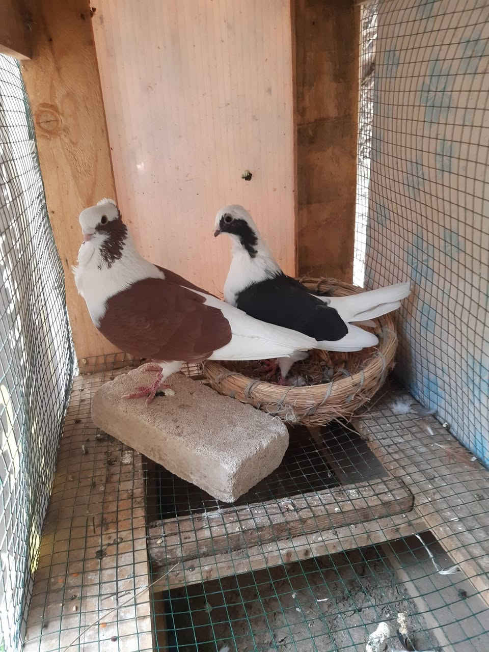 السلام عليكم ورحمة الله
طيور للبيع
 زوج ارافل ب٢٥ الف
 وزوج شوامل ٢٥ الف
طارمية_شارع البانزيخانة
***********
***********
