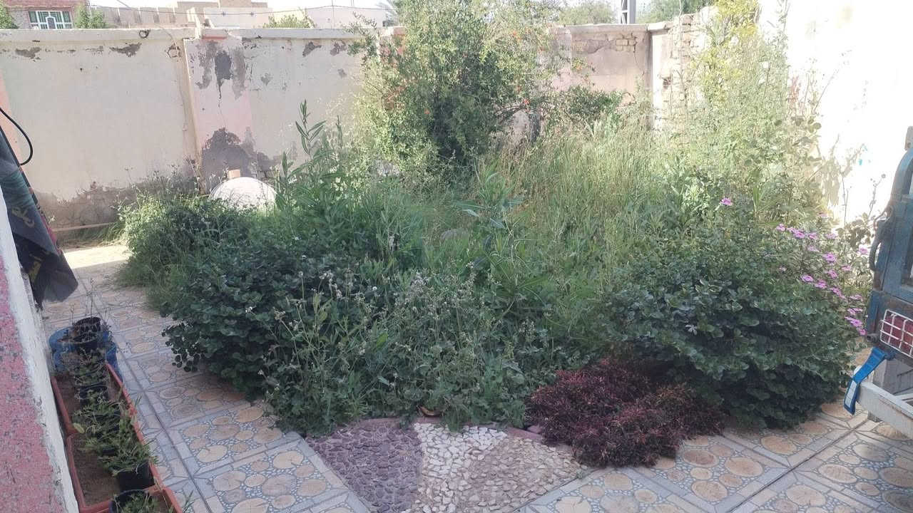 السلام عليكم لعمل الحدايق العامه والمنزليه اشتغل  وزرع تنضيف حدايق ترتيب قص ثيل مع ستوته نقل مخلفات.   والرزق على الله كل ماعليك مراسلت الصفحه او الاتصال ***********

