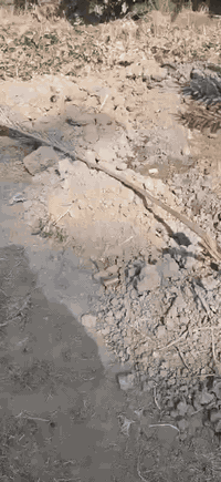 قصة نجاح جديدة يوثقها زبوننا العزيز أبو أمير من محافظة بابل
بكل فخر نفخر بنجاح تجربة مزرعة الأخ أبو أمير التي تم تجهيزها من قبل شركة البشير العالمية بفسائل نسيجية من صنف المجهول.
والنتيجة — ولله الحمد — نسبة نجاح 100% في الغرس مع نمو ممتاز وواضح يعكس جودة الفسائل وخبرة كوادرنا الفنية.
ندعو جميع زبائننا الكرام إلى مشاركة فيديوهات وصور مزارعهم التي تم تجهيزها من شركتنا، لغرض توثيقها وعرضها ضمن سلسلة قصص النجاح التي نفخر بها.
للاستفسار والتواصل:
قسم مبيعات النخيل: ***********
قسم مبيعات النخيل: ***********
قسم الأسمدة والتوصيل: ***********
الموقع: محافظة بابل – مدينة الحلة – طريق منطقة عوفي.
#البشير_مشروع_وطن
#شركة_البشير_العالميه
