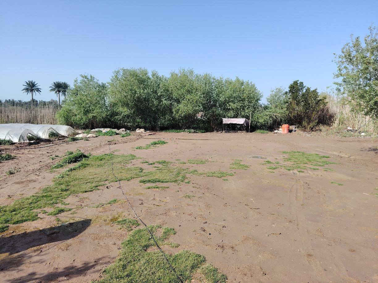 للبيع ارض زراعيه 5دونم ماء سقي خير من لله شتاء صيف معه (دار سكن )مدرسه قريبه عليه 200متر  يوجد مولد حي  تبعد عن الشارع العام 300متر تقريبا ثاني قطعه... ارض جيده جدا.... المكان بابل.. جبله..  الهزيزه  .....للاستفسار لاتصال على الرقم 
... ***********...
