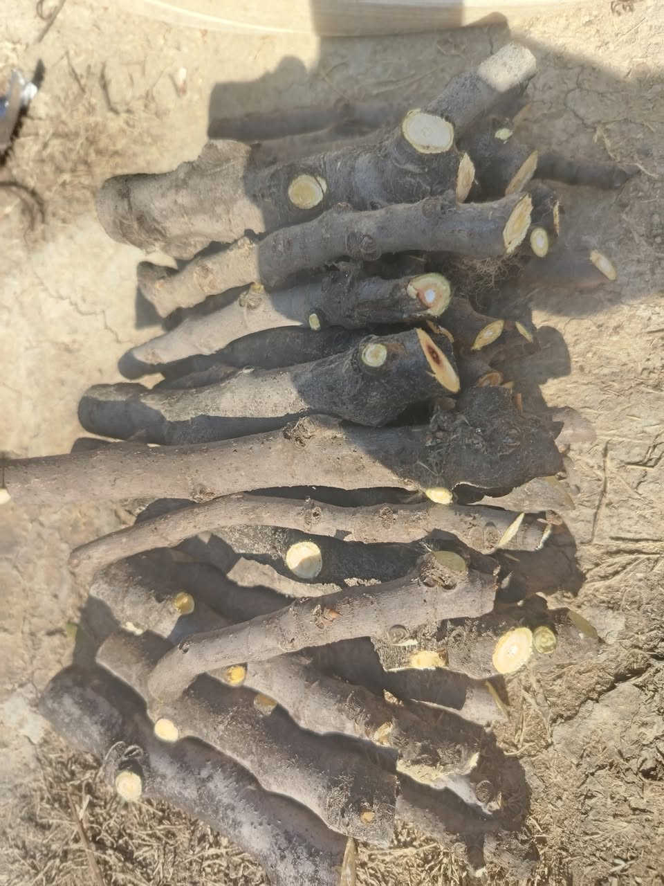 السلام عليكم مع بدايه الموسم ويانه ابدد لاتحتار لتسهيل تكاثر النباتات وتشجيع على زراعه والقضاء على التصحر في عموم العراق يتوفر لدينا جميع اقلام النباتات بكميات مفتوحه 
(1000) قلم جاهز مع القص انته عليك بس تزرع فقط بسعر مناسب جداً فقط ب(60)الف دينار ويوجد توصيل لجميع المحافظات العراق الحبيب اقلام المتوفرة (ياس،  عنب،  رمان،  تين،  زيتون، عنب  تكي،  ياس،  دفله) 
التعليمات من اجل نجاح عمليه الزراعه 
#اقل كميه 500 قلم 
اولا /بيت محمي بطول 3 امتار يمتاز بحراره عاليه 
ثانيا /توفير ضل مناسب او جلب سعف النخيل لغطاء من جميع الجوانب 
ثالثا /مراعاة المده الزمنيه لسقي الاقلام مايتراوح بين اسبوع والاخر 
رابعا/ يجب توفير رمل خالي من الاملاح والشوائب 
خامسا/ عنده تجذير الاقلام او انبات نبات بصوره واضحه يتطلب فتحه ثغره بصوره متقطعه  
فقط واتساب ***********
غير موجود على فيس بسبب الانشغال بلعمل
وشغل درجة اولى القلم يقص بيوم وندزه بيومه للحفاظ عليه من الجفاف
#وشغل درجة اولى وترتيب وتنظيم وفوكاه زياده لكل زباىنا في جميع المحافظات العراق 🇮🇶
  #بس مشتل زهره مشتل زهرة الربيع  يوصلك طلبك لباب البيت وفوكاه نتواصل ويه الزبون على مدار الاسبوع لنجاح الاقلام بصوره سليمه
