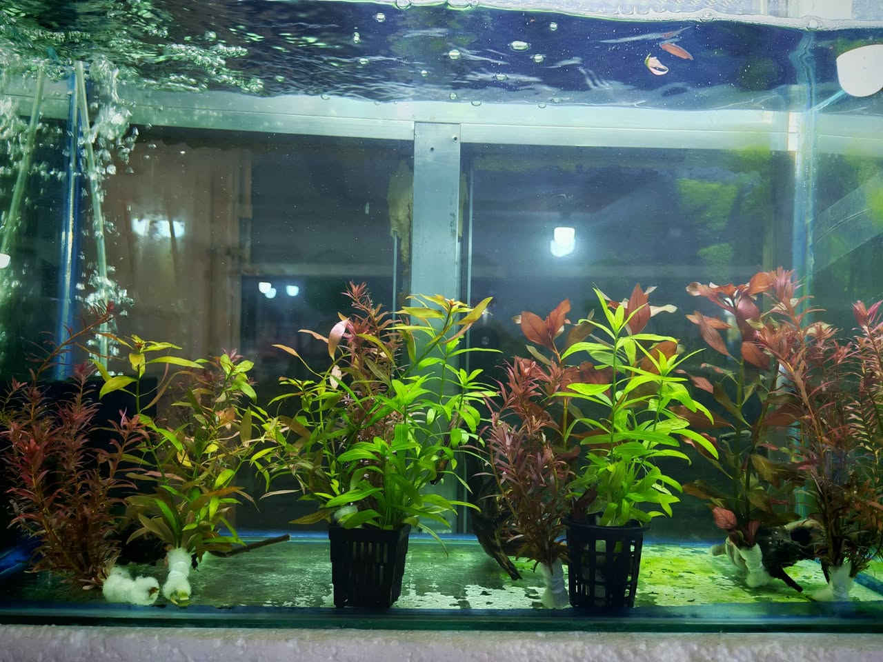 متوفر نباتات طبيعيه خاصه باحواض الاسماك 
سعر الشتله ٣ ثنين ب٥


**إذا كنت صاحب هذا الإعلان وتريد حذفه لأي سبب، رجاءا أرسل رسالة إلى الدعم الفني**