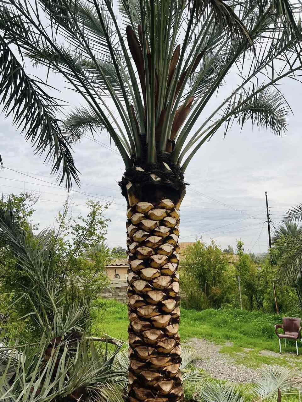 السلام عليكم ورحمة الله وبركاته 
مستمر ان شاء الله بتكريب النخيل اي شخص عندو نخلة تريد تكريب او تنضيف او اي شي بس يتصل 
والي عندو نخلة بيها فسائل يريدن قلع يتصل ويدلل 
للأتصال ***********
