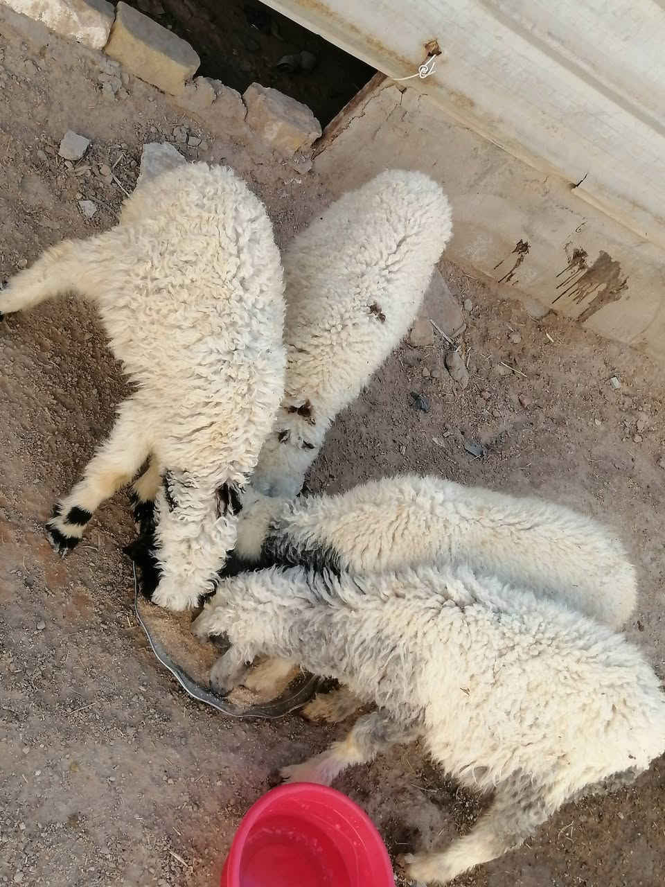 طليان لبيع نثايه شرط الصحاه جني مكفولات صحيات نضيفات يرهمن نذر يرهمن جني
المكان دوانيه قضاء الشاميه
السعر الوحده ١٤٠ بيهن مجال للشراي يخابر بيه خير ويدلل ***********
