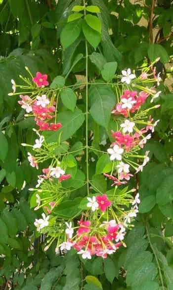 ياسمين هندي احمر متسلق
سعر. 8.    الف 

عنوان تقاطع سبعه نيسان 

رقم الهاتف ***********
