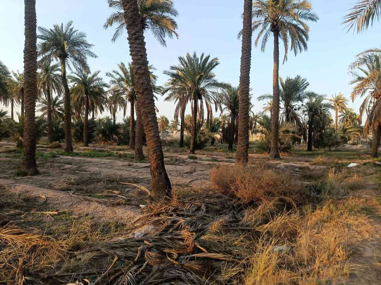 السلام عليكم
بساتين للبيع طابو زراعي سند 25
للئيتفسار ***********
