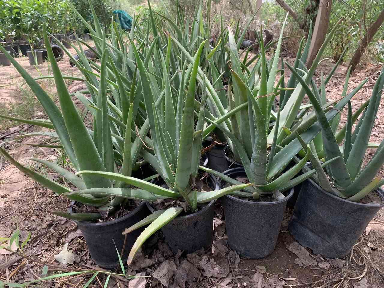 الالوفيرا خشنه سندان كبير لبيع جمله مفرد . السعر ٤الف
لطلب والاستفسار المراسله خاص مشتل الشيخ يوجد توصيل داخل بغداد لطلب محافظات


**إذا كنت صاحب هذا الإعلان وتريد حذفه لأي سبب، رجاءا أرسل رسالة إلى الدعم الفني**