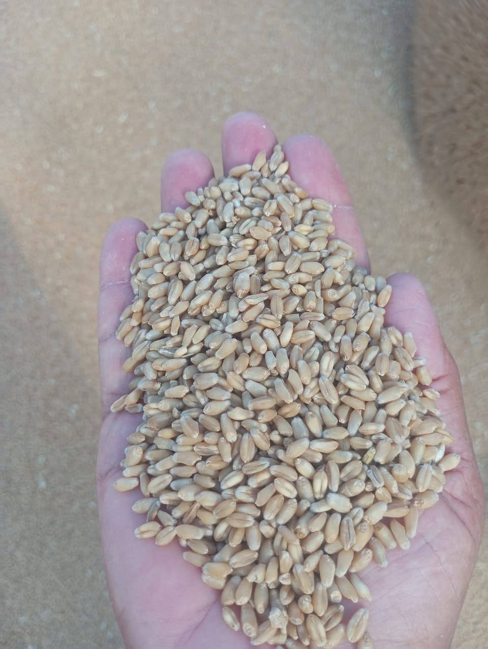 #مكلف_بالنشر
#يتوفر_لدينا
بذور حنطة مميزة
نوع ( الأقجا التركي ) الذي يتميز بغزارة الإنتاج من ناحية البذور والتبن أيضاً

علماً أن الكمية محدودة...
للتواصل ***********
المكان : النجف ناحية العباسية
