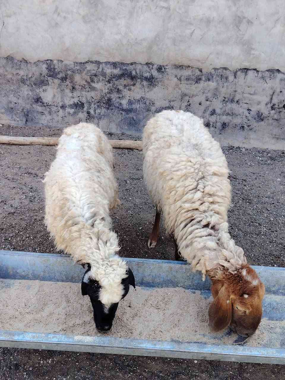 سلام عليكم
يوجد نعاج البيع ملات جنيه وراجينه شرط النصاحه المكان بيجي حي العصري الشراي يخابرني عله رقم ***********
