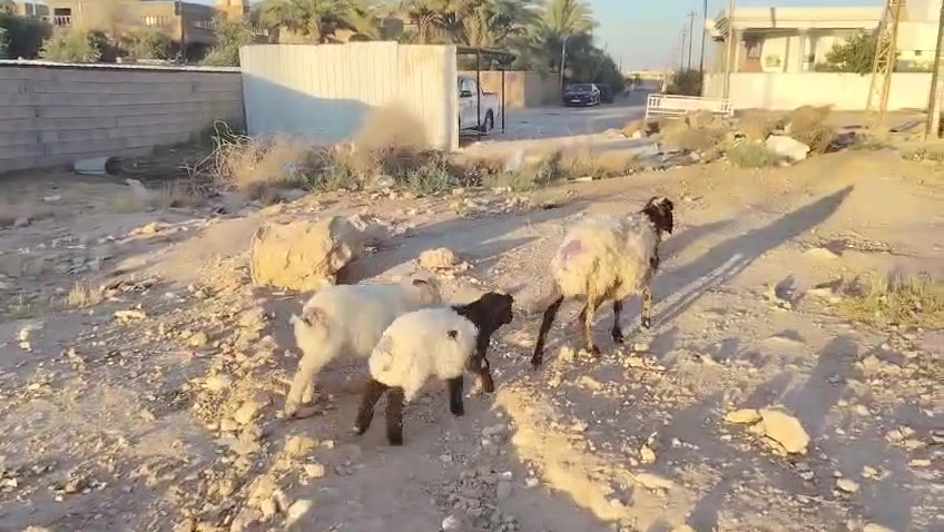 بسم الله تبارك الرحمن 
متاح نعجه وراه توم طلي وفطيمه صور سنه بلمنشور شرط نصاح سن. شطر وعلاكل عيب سعر 765 وبيه مجال مكان الانبار حديثه *********** وبي واتساب
