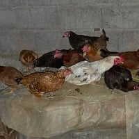 بط للبيع • بيع بط • بط • دواجن • موصل • شريخان • العليه • بط مصري • بط...