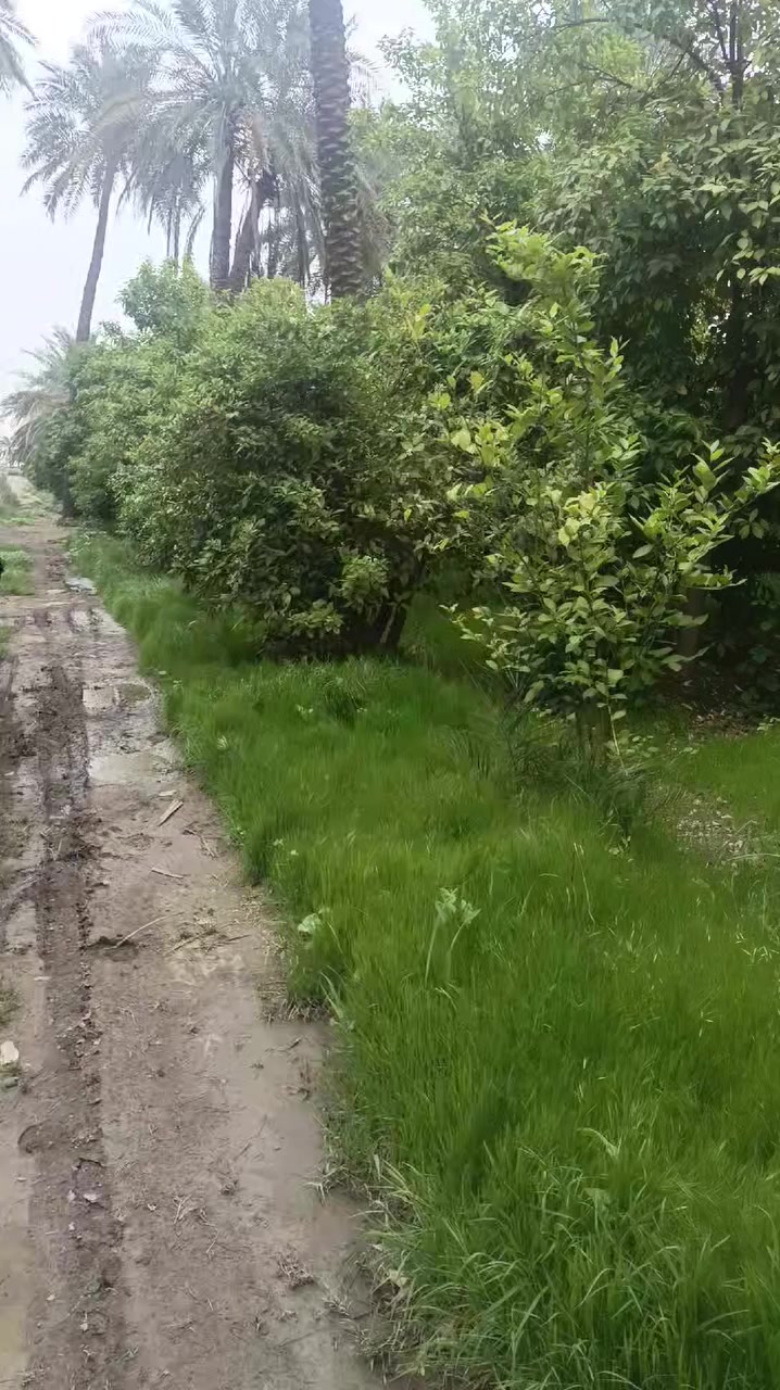 في وسط الطبيعة الخلابة وبين هدير العصافير والرحيق اللطيف ومجاوِر  نهر دجلة  ..🌱🏞️
تخلّص من الزحمة واختناق الشوارع وفوضى الحياة ..
وامتلك بستان جميل يعيدك للحياة 🌱
سجل دونم باسمك بستان كامل مع كل هذا الخضار والراحة النفسية وهدوء المكان واسس بنيان العمر يصلح مزرعة وشاليه 
(( ملك صرف)) على طابو الكاظمية يبعد فقط ٥ كيلو عن جسر المثنى والسبع ابكار 
📌 الموقع بغداد  التاجي قريب من سيطرة الفلاحات 🛣️
تأخذ بستان كامل شامل تبليط وكهرباء وخدمات 💦🌱

سعر الدونم 230 مليون 
سعر 500 متر  ب85 مليون 
كذلك سعر 1500 متر مع بيت 315 مليون يبعد أمتار عن النهر 
سعر 1000 م ب 125 مليون 
طبعا مع مجال بسيط 
توجد عروض حسب الرغبة كذلك 
 ما عليك سوى تتصل والباقي علية

*********** واتساب 📱
***********
