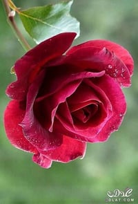 كربلاء الشبانات • ٨٠٠م • بيت ١٦٠م