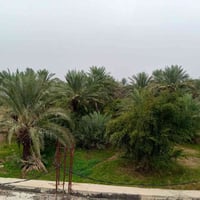 بستان • شمال العزيزيه • ٦٢٥-٣٥٠٠م