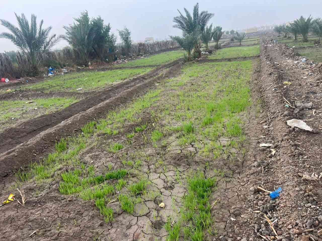 السلام عليكم بستان  زراعي للبيع العرض 18 متر والطول 210 متر قابل للزيادة قريبة بنص المحافظة مباشرة خلف حي المالكي نهاية شارع ابو لبنان بالضبط خلف واقعة تشابيه الطف لموكب أئمة البقيع 
بيها نخل وعلى راك الكرمه الرئيسية تصلح للسكن والخدمات قريبة عليها 
الكاع مو طابو زراعي ولا بيها اي اثبات الكاع النا ولأجدادنا يعني ورث ابً عن جد بس بالخريطة حزام اخضر
الأستفسار 

***********
