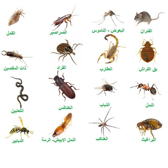 شركة أنور لمكافحة الحشرات والقوارض وحشرة الأرضة
إذا تعبت من الحشرات والقوارض وحشرة الأرضة وتريد حل نهائي ومضمون، شركة أنور هي اختيارك الصح.
نشتغل بأحدث التقنيات العالمية ونستخدم جهاز السونار الأسترالي الحديث لكشف حشرة الأرضة بدقة عالية بدون تكسير أو تخريب، ونحدد أماكن المستعمرات داخل الجدران وتحت الأرض بكل احترافية.
كادرنا مختص وذو خبرة طويلة بمجال مكافحة الحشرات، ونستخدم مواد آمنة ومعتمدة، ما تأثر على صحة الأطفال ولا كبار السن ولا الحيوانات الأليفة.
نقدّم خدماتنا للبيوت، الشركات، المؤسسات الحكومية والأهلية، المطاعم، المخازن، والفنادق، مع التزام كامل بالمواعيد وجودة العمل.
✔️ مكافحة جميع أنواع الحشرات والقوارض
✔️ معالجة متخصصة لحشرة الأرضة
✔️ كشف دقيق بجهاز السونار الأسترالي
✔️ مواد آمنة وصديقة للبيئة
✔️ أسعار مناسبة وخدمة مضمونة
✔️ دفع نقدي وإلكتروني
نغطي جميع محافظات العراق ونقدّم خدمة سريعة واستجابة فورية.
اترك القلق علينا وتمتع براحة بالك
شركة أنور… خبرة، أمان، وضمان
العنوان البصرة 5ميل 
***********
***********
