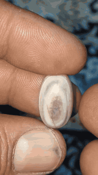 💖💖أفلح من صلى على محمد وآل محمد 💖💖.
      💖💖 نوادر العقيق المصور رباني 💖💖
للبيع على رقم *********** بي واتساب
            اتصل ودلل ياغالي
