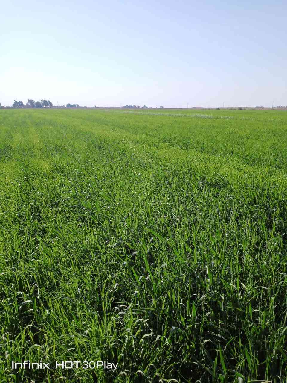 السلام عليكم شروه للبيع ٢٥خمسه وعشرين دونم ***********
