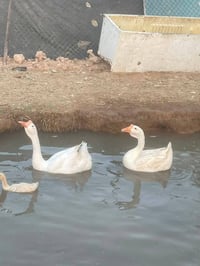 بطوط كوبرا • افراخ ١٠