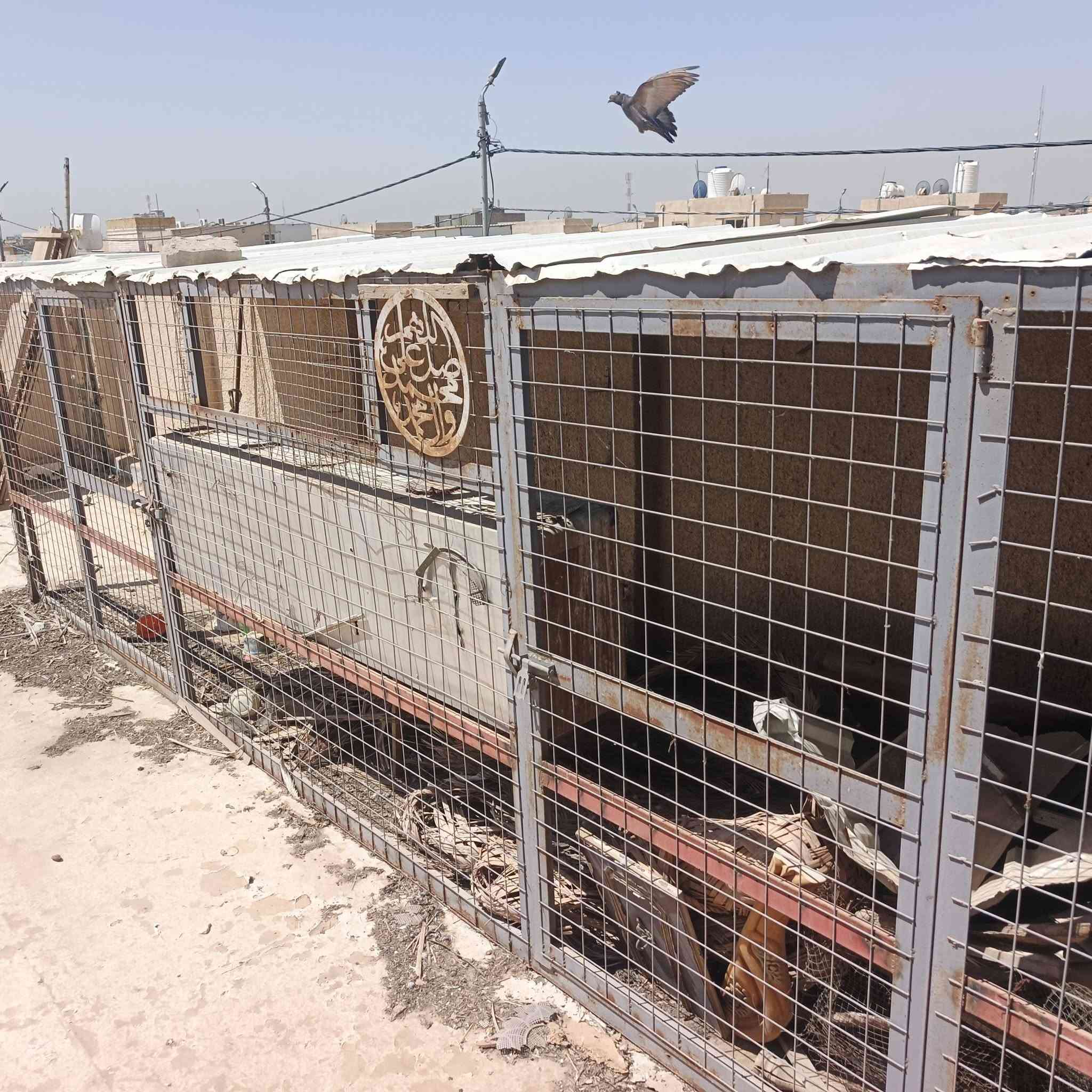 سلام عليكم قفصين البيع حديد
نجف كوفه عباسيه السعر 600وبيهن مجال 
***********
