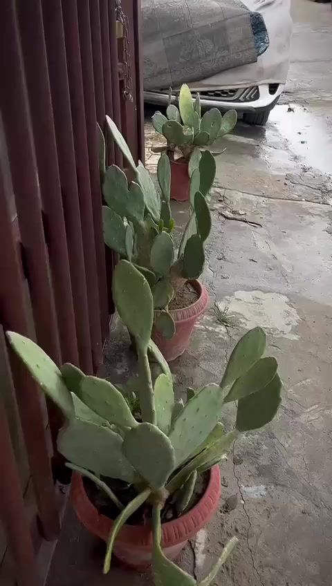 ايجار ارضي
غرفتين وصاله ومطبخ احراج
واتساب
***********
