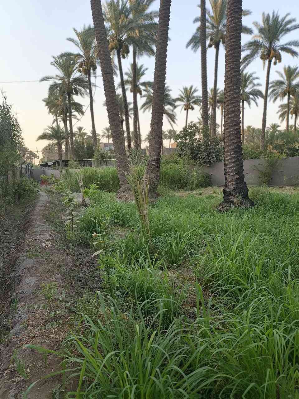 السلام عليكم ورحمة الله
قطعة للبيع طابو زراعي صرف سند 25 تحويل مباشر

المساحة 405 متر 

الخدمات كاملة أن شاء الله من ماء,كهرباء,تبليط 

العنوان: حله الشارع الرابط بين شارع 100 وبزل حجي علي تنزل على الفرعي بجهة أسواق المنكوشي مسافة 350 متر 

***********
