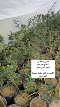 جوري سلطاني • نص متر • قضاء عفك