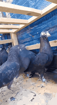 حمام للبيع • بصرة موفقية • ٧ حمام