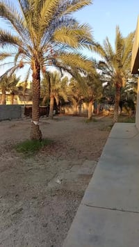 بل مصابيح • ٦٠٠م • سند ٢٥ اصوليه