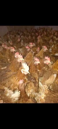 دجاج احمر • حديثه شارع العام • السيد احمد الرفاعي